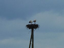 Unser Storch