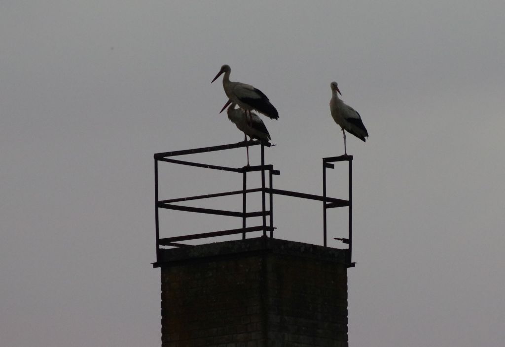 Abendliche Storcheninvasion in Gadsdorf